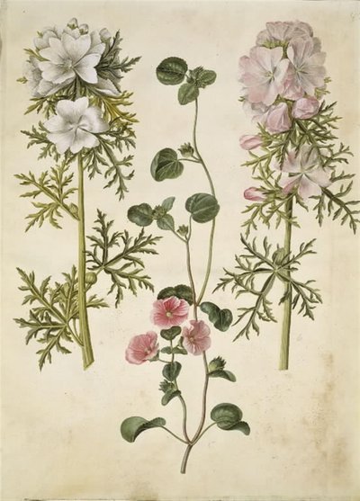 Malva moschata; Malva o Malope (especie de malva o malope) de Hans Simon Holtzbecker
