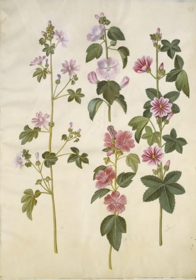 Malva sylvestris (malva común); Lavatera thuringiaca (malva de Thuringia) de Hans Simon Holtzbecker