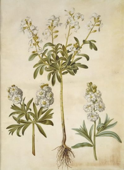 Matthiola incana (alhelí de invierno) de Hans Simon Holtzbecker