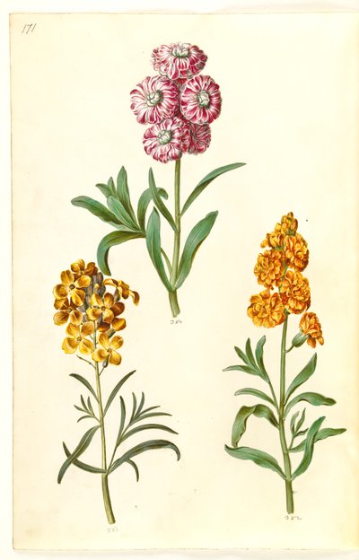 Matthiola incana (alhelí de invierno); Erysimum cheiri (alhelí amarillo) de Hans Simon Holtzbecker
