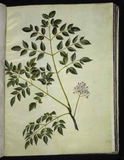Melia azedarach (árbol paternoster) de Hans Simon Holtzbecker
