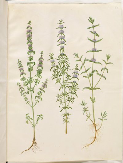 Mentha pulegium (poleo-menta); Mentha cervina (menta de ciervo); Mentha (especie de menta) de Hans Simon Holtzbecker