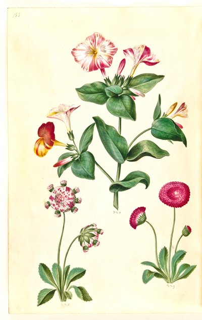 Mirabilis jalapa (maravilla); Bellis perennis (margarita común) de Hans Simon Holtzbecker
