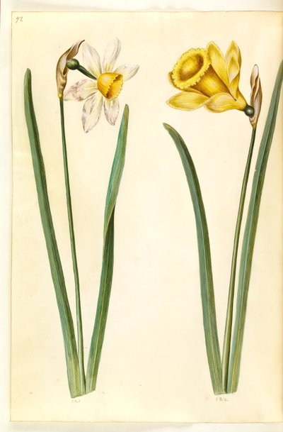 Narciso incomparabilis; Narciso pseudonarciso de Hans Simon Holtzbecker