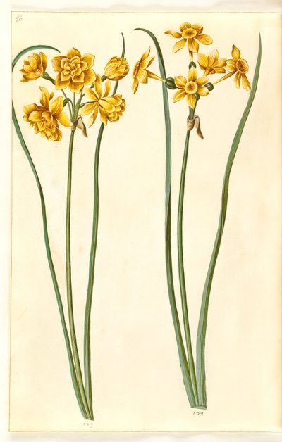 Narciso jonquilla (siv-narcis) de Hans Simon Holtzbecker