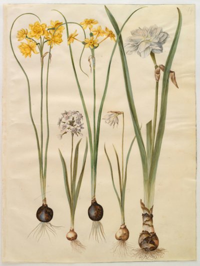 Narcissus jonquilla (siv-narcis); Narcissus tazetta (tazet); Narcissus pseudonarcissus moschatus (moskus-narcis); Narcissus poeticus (pinselilje) de Hans Simon Holtzbecker
