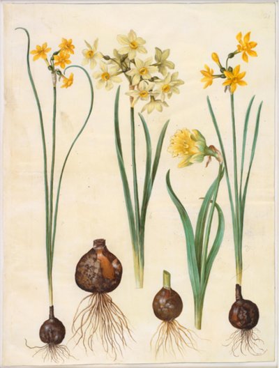 Narcissus jonquilla (narciso junquillo); Narcissus tazetta aureus (narciso dorado); Narcissus pseudonarcissus bicolor (narciso bicolor) de Hans Simon Holtzbecker