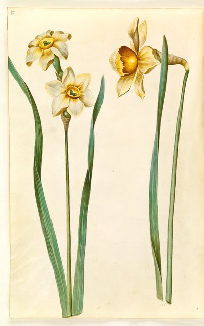 Narcissus ×medioluteus (narciso de dos flores); Narcissus ×incomparabilis (narciso de jardín) de Hans Simon Holtzbecker