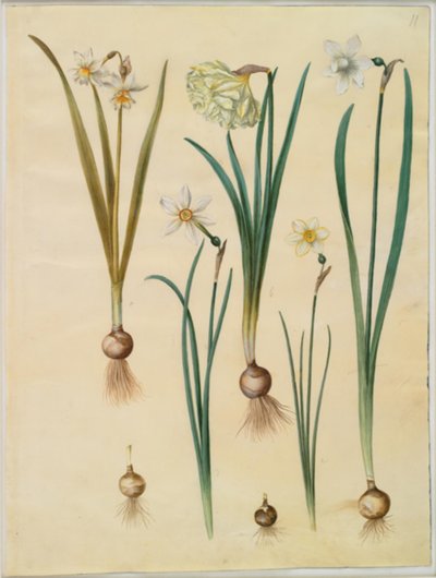 Narcissus ×medioluteus (narciso de dos flores); Narcissus pseudonarcissus; Narcissus (narciso); Narcissus poeticus (narciso de los poetas); Narcissus ×tenuior de Hans Simon Holtzbecker