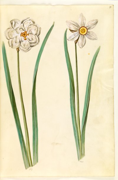 Narciso poético (pinselilje) de Hans Simon Holtzbecker