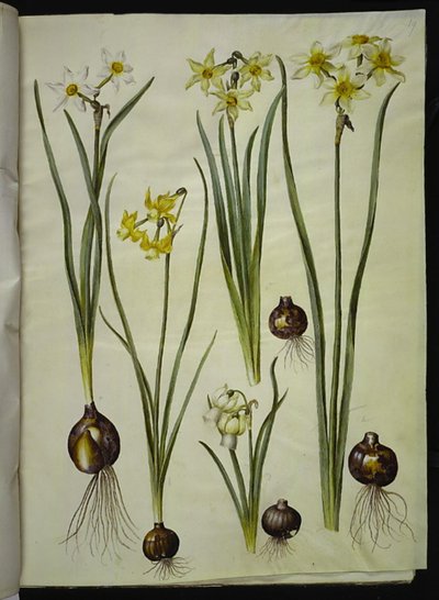 Narcissus poeticus (narciso de los poetas); Narcissus triandrus (narciso orquídea); Narcissus ×medioluteus (narciso de dos flores) de Hans Simon Holtzbecker