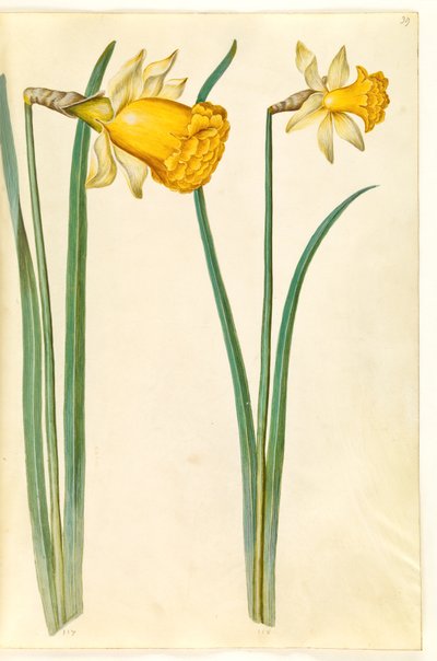 Narcissus pseudonarcissus (narciso) de Hans Simon Holtzbecker