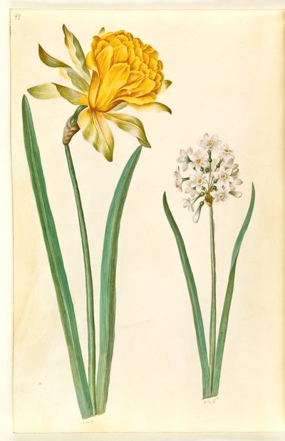 Narcissus pseudonarcissus (narciso); Narcissus tazetta (tazeta) de Hans Simon Holtzbecker