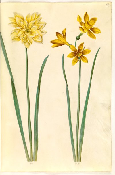 Narcissus pseudonarcissus; Narcissus tazetta aureus de Hans Simon Holtzbecker