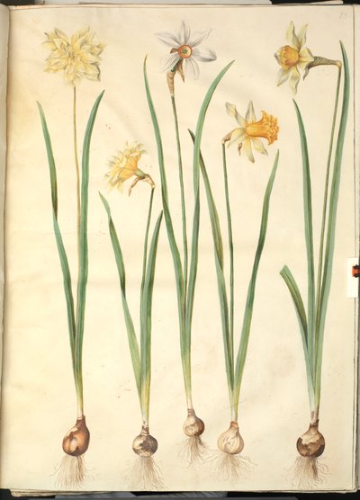 Narcissus pseudonarcissus; Narcissus poeticus (narciso de poeta); Narcissus ×incomparabilis (narciso de jardín) de Hans Simon Holtzbecker