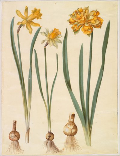 Narcissus pseudonarcissus major (gran narciso); Narcissus pseudonarcissus bicolor (narciso bicolor); Narcissus pseudonarcissus de Hans Simon Holtzbecker