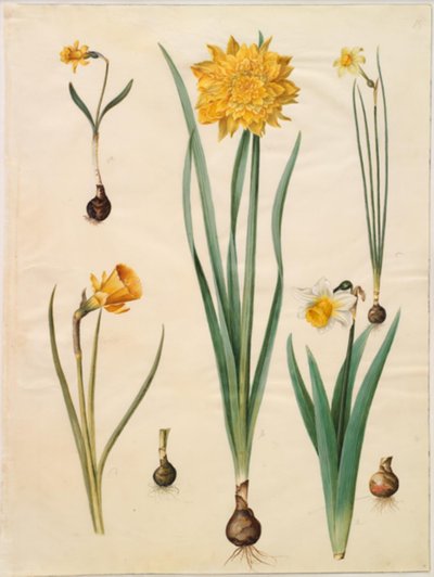 Narcissus pseudonarcissus minor; Narcissus pseudonarcissus; Narcissus ×tenuior; Narcissus bulbocodium; Narcissus pseudonarcissus bicolor de Hans Simon Holtzbecker