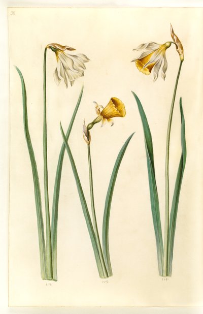 Narcissus pseudonarcissus moschatus (narciso almizclado); Narcissus bulbocodium (narciso de crinolina); Narcissus pseudonarcissus (narciso de Pascua) de Hans Simon Holtzbecker
