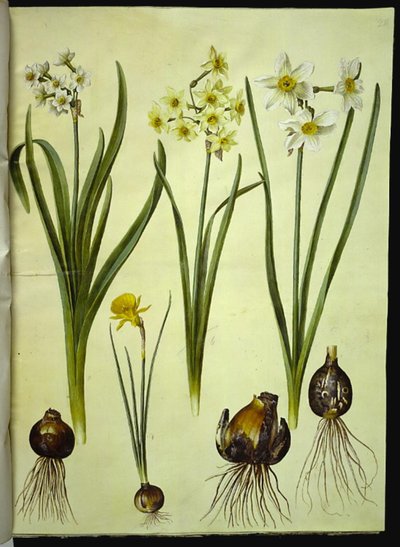 Narcissus tazetta (tazet); Narcissus ×medioluteus (narciso de dos flores); Narcissus bulbocodium (narciso de crinolina) de Hans Simon Holtzbecker