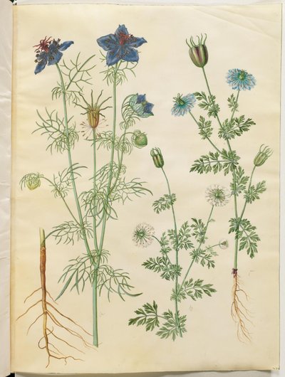 Nigella hispanica (amor en una niebla); Nigella sativa (comino negro) de Hans Simon Holtzbecker