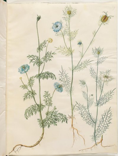 Nigella sativa (comino negro); Nigella damascena (amor en una niebla) de Hans Simon Holtzbecker