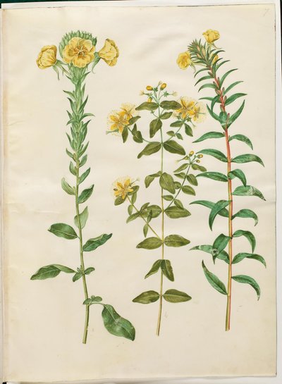 Oenothera biennis; Hypericum hircinum; Oenothera rubricaulis de Hans Simon Holtzbecker