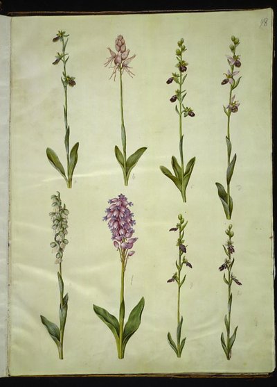 Ophrys apifera u Ophrys sphegodes (orquídea abeja o orquídea temprana); "Orchis simia" (orquídea mono); Ophrys apifera (orquídea abeja); Orchis (orquídea); Orchis militaris (orquídea militar); Ophrys insectifera (orquídea mosca común) de Hans Simon Holtzbecker