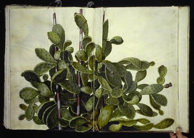 Opuntia ficus-indica, Opuntia humifusa o Opuntia monacantha (especie de cactus higo) de Hans Simon Holtzbecker