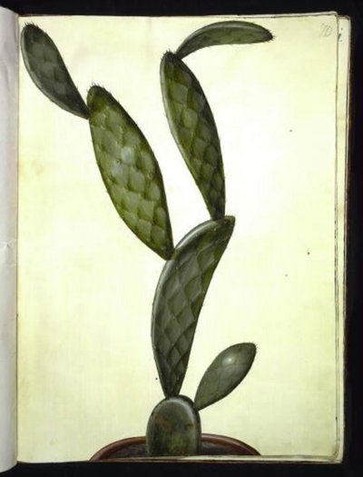 Opuntia monacantha (higo chumbo) de Hans Simon Holtzbecker