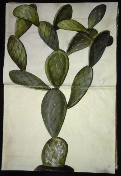 Opuntia monacantha de Hans Simon Holtzbecker