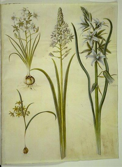Ornithogalum umbellatum; Ornithogalum pyramidale; Gagea lutea; Ornithogalum nutans de Hans Simon Holtzbecker