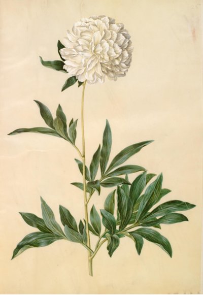 Paeonia lactiflora (peonía de seda) de Hans Simon Holtzbecker