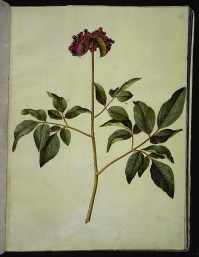 Paeonia mascula (peonía) de Hans Simon Holtzbecker