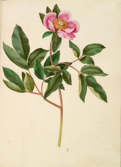 Paeonia mascula (peonía de hojas grandes) de Hans Simon Holtzbecker