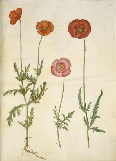 Papaver dubium; Papaver rhoeas de Hans Simon Holtzbecker