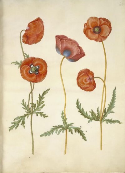 Papaver rhoeas (amapola) de Hans Simon Holtzbecker