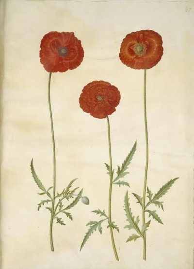 Papaver rhoeas (amapola de maíz) de Hans Simon Holtzbecker