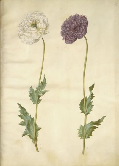 Papaver somniferum (amapola de opio) de Hans Simon Holtzbecker