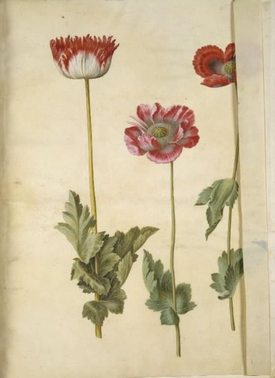Papaver somniferum (amapola de opio) de Hans Simon Holtzbecker
