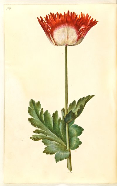 Papaver somniferum (amapola de opio) de Hans Simon Holtzbecker