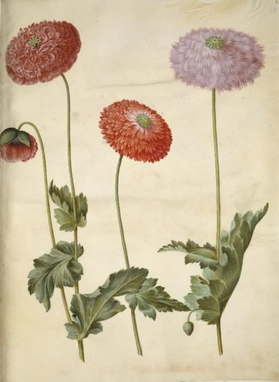 Papaver somniferum (amapola de opio) de Hans Simon Holtzbecker