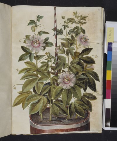 Passiflora incarnata (flor de la pasión) de Hans Simon Holtzbecker