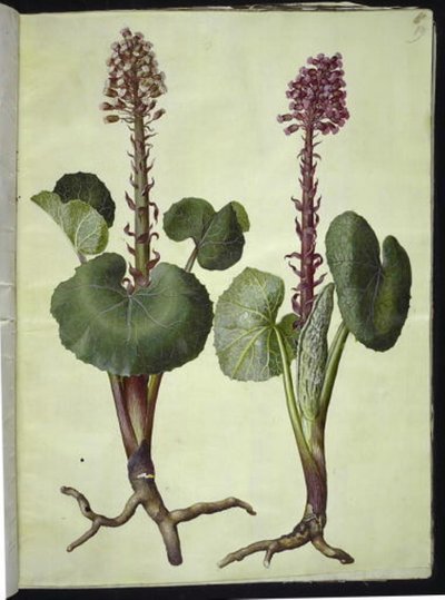 Petasites hybridus (cabeza de caballo roja) de Hans Simon Holtzbecker