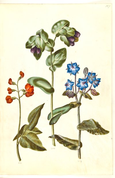 Phaseolus coccineus (judía escarlata); Cerinthe major (gran cerinta); Borago officinalis (borraja) de Hans Simon Holtzbecker