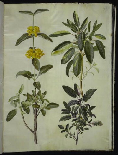 Phlomis fruticosa (cola de león común); Salvia officinalis (salvia común) de Hans Simon Holtzbecker