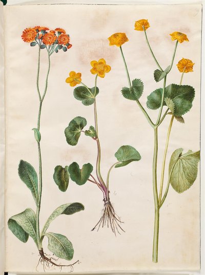 Pilosella aurantiaca; Caltha palustris de Hans Simon Holtzbecker