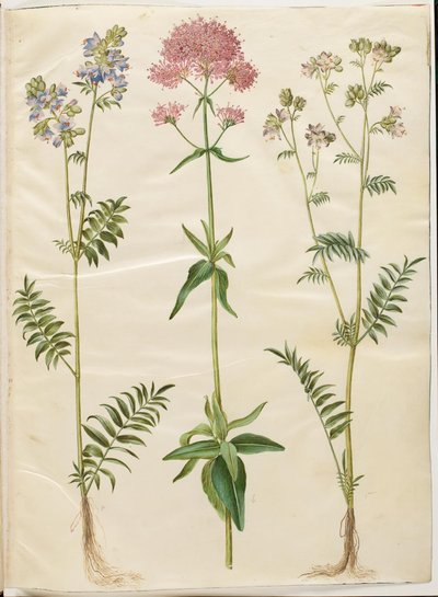 Polemonium caeruleum (jacobaea común); Centranthus ruber (valeriana roja) de Hans Simon Holtzbecker