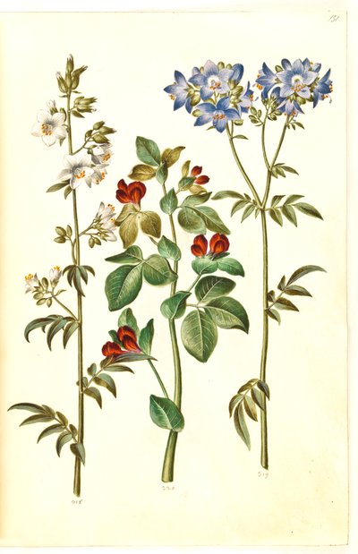 Polemonium caeruleum (escalera de Jacob común); Lotus tetragonolobus (guisante espárrago) de Hans Simon Holtzbecker