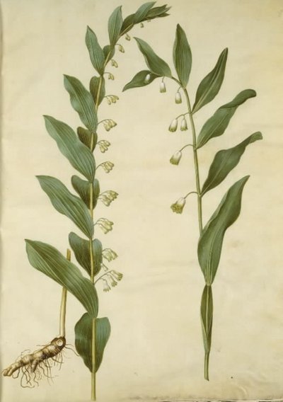 Polygonatum multiflorum (gran convallaria); Polygonatum odoratum (convallaria angular) de Hans Simon Holtzbecker