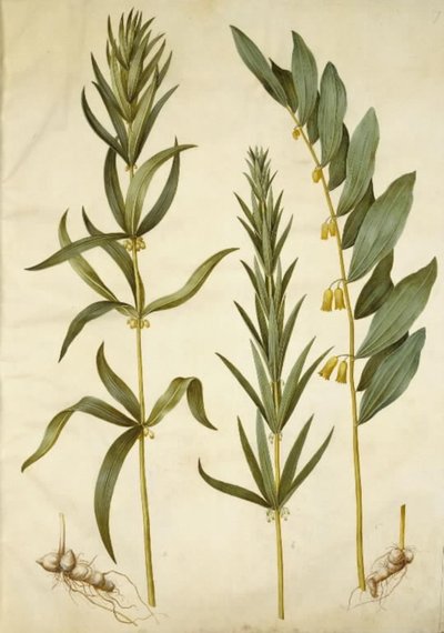 Polygonatum verticillatum (convallaria verticilada); Polygonatum multiflorum (gran convallaria) de Hans Simon Holtzbecker